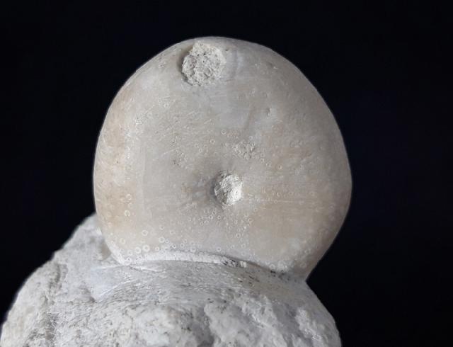 Conulus subrotundus (MANTELL 1822) - Bild © FossNet FossilienStore